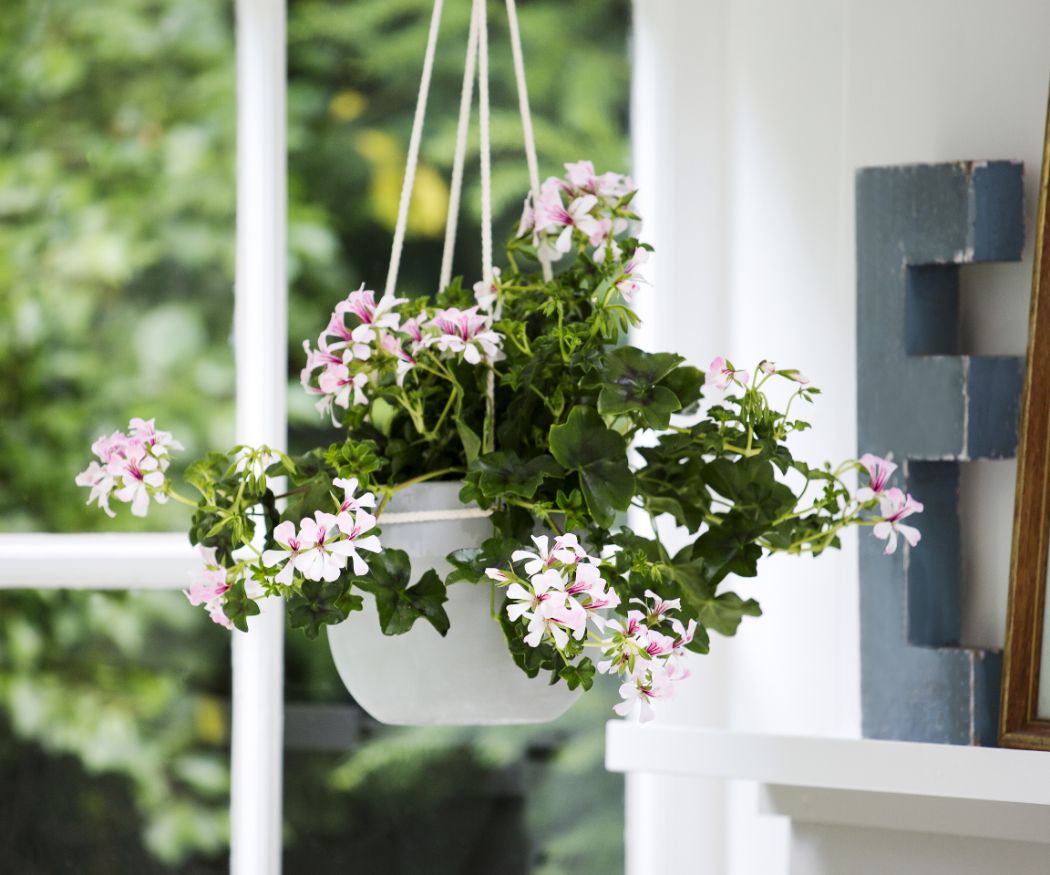 Assortimento Semi Di Gerani Penduli – Varietà Miste, Per Interni Ed Esterni, Quedlinburger E Dürr