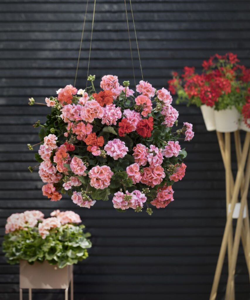 Gerani cadenti rigogliosi in rosa e corallo contro una parete scura – un elemento decorativo di grande stile.