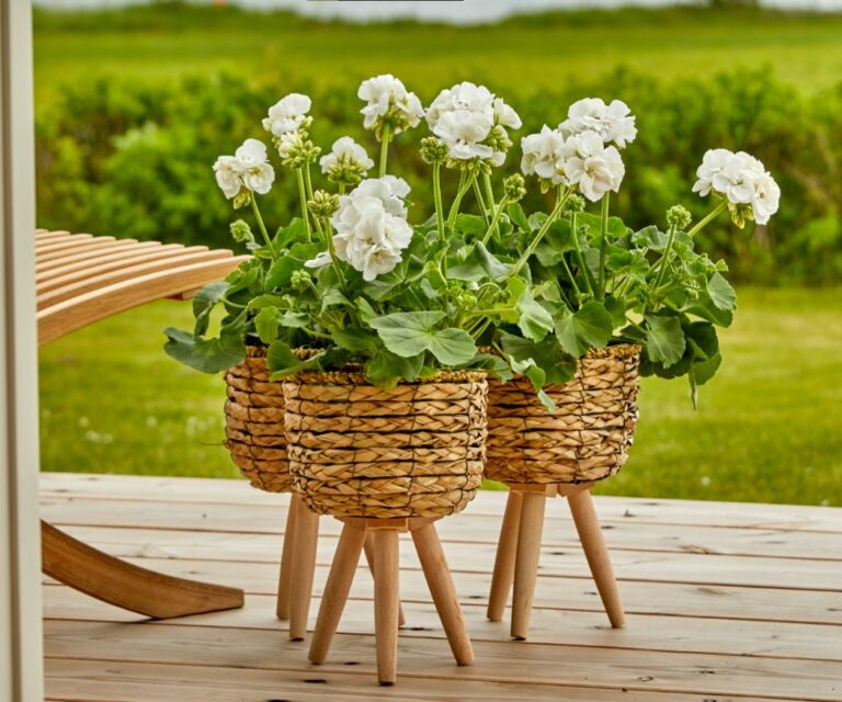 Tre vasi intrecciati su gambe di legno, contenenti Gerani bianchi, sono posizionati su una terrazza in legno che offre una vista su un lago tranquillo e un paesaggio verde sullo sfondo. Una porta aperta suggerisce una connessione tra spazio interno ed esterno, creando una sensazione di libertà e vicinanza alla natura.