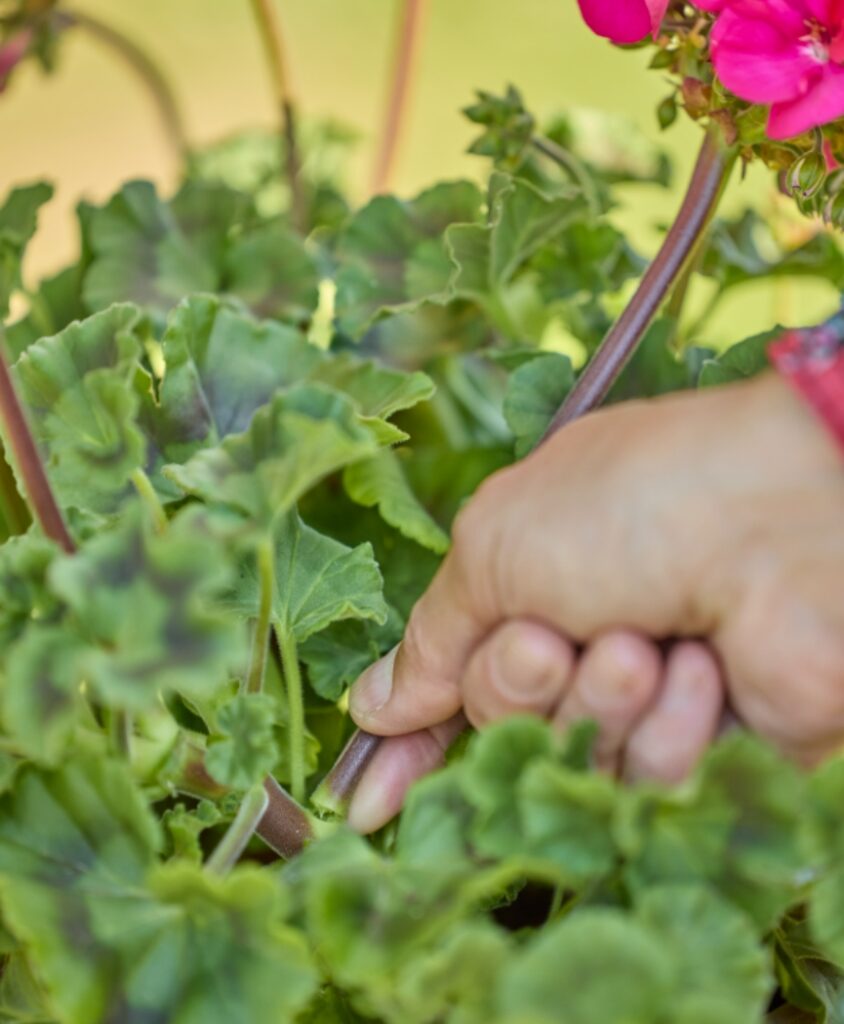 Pulizia di Gerani rosa (Pelargonium zonale) per la cura della pianta